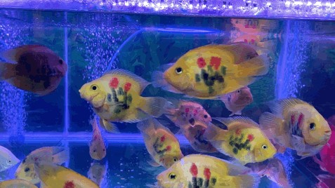 大潤發(fā)有魚缸賣嗎多少錢：大潤發(fā)魚缸價格與尺寸