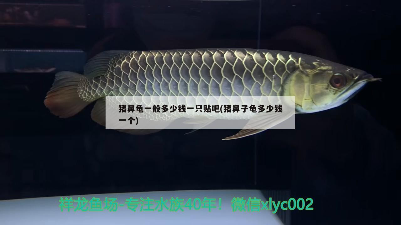 豬鼻龜一般多少錢一只貼吧(豬鼻子龜多少錢一個)