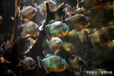 虎魚怎么選擇：虎魚怎么選擇，虎魚的選擇技巧