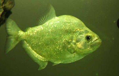 虎魚怎么選擇：虎魚怎么選擇，虎魚的選擇技巧