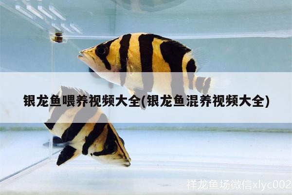 銀龍魚喂養(yǎng)視頻大全(銀龍魚混養(yǎng)視頻大全)