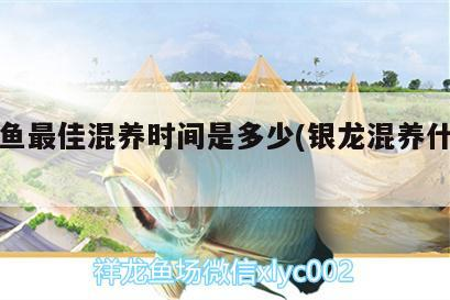 銀龍魚最佳混養時間是多少(銀龍混養什么魚好)