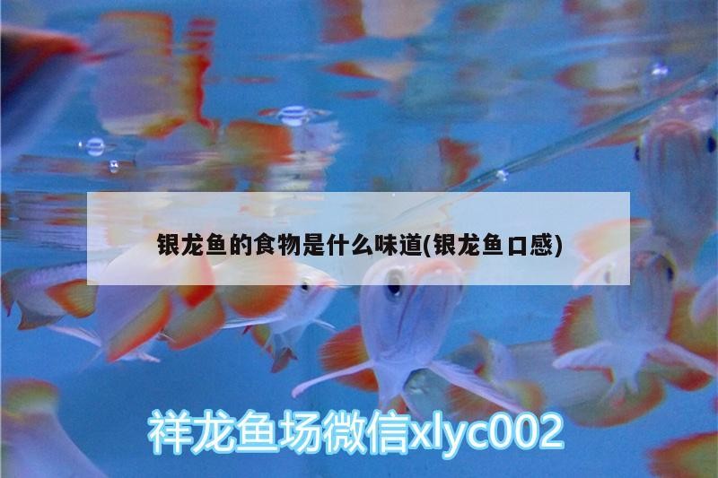 銀龍魚的食物是什么味道(銀龍魚口感)