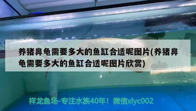 養(yǎng)豬鼻龜需要多大的魚缸合適呢圖片(養(yǎng)豬鼻龜需要多大的魚缸合適呢圖片欣賞)