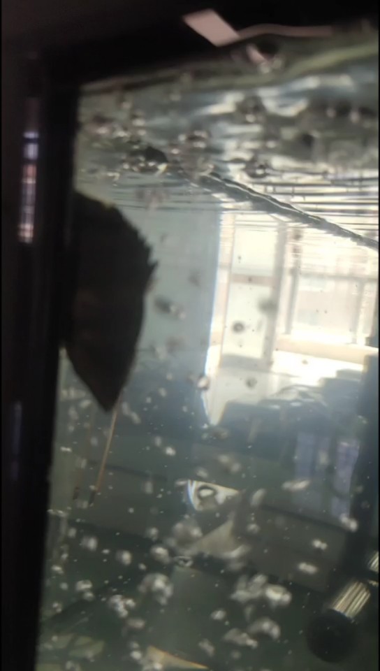 虎魚頭朝下了 虎魚頭朝下了 虎魚百科 第2張