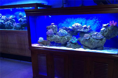 晉寧昆陽佳寶水族魚具店（晉寧昆陽吃魚的地方）