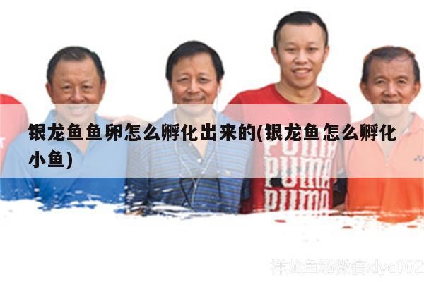 銀龍魚魚卵怎么孵化出來的(銀龍魚怎么孵化小魚) 銀龍魚魚卵怎么孵化出來的(銀龍魚怎么孵化小魚) 銀龍魚百科