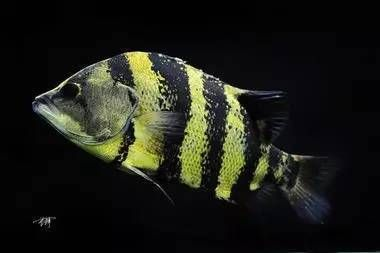 虎魚分為幾種顏色：虎魚體色豐富多彩，可以根據(jù)不同品種的虎魚品種來區(qū)分