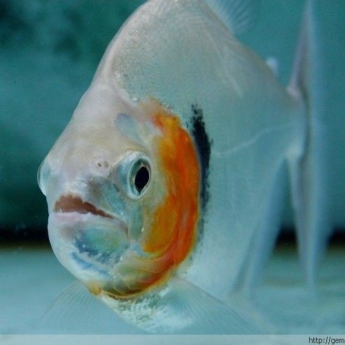 虎魚分為幾種顏色：虎魚體色豐富多彩，可以根據(jù)不同品種的虎魚品種來區(qū)分