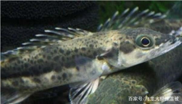 帝王魟魚繁殖缸水質管理要點，如何穩定帝王魟魚繁殖缸水質