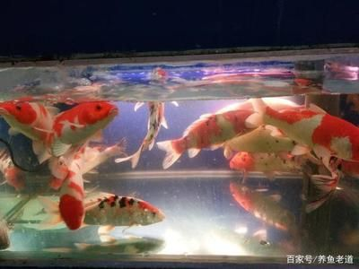 大型魚缸清潔魚怎么養(yǎng)活：如何清潔大型魚缸？