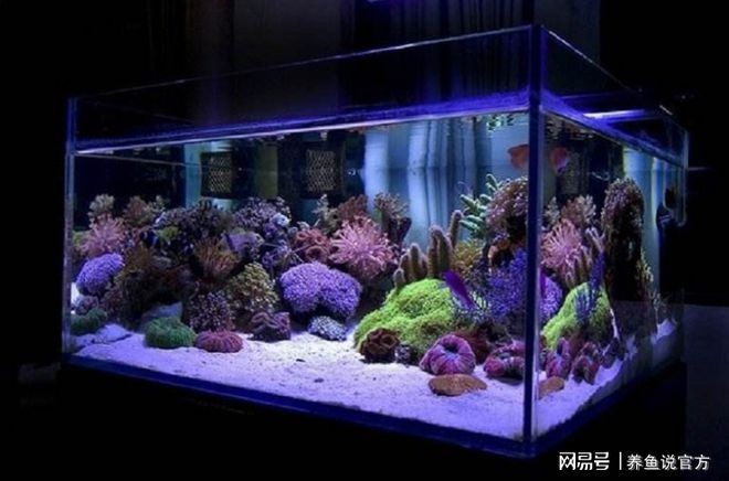大型魚缸清潔魚怎么養(yǎng)活：如何清潔大型魚缸？
