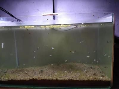大型魚缸清潔魚怎么養(yǎng)活：如何清潔大型魚缸？