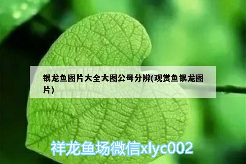 銀龍魚(yú)圖片大全大圖公母分辨(觀賞魚(yú)銀龍圖片) 銀龍魚(yú)圖片大全大圖公母分辨(觀賞魚(yú)銀龍圖片) 銀龍魚(yú)百科