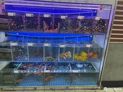 大潤發有魚缸賣嗎？：大潤發并非專門銷售魚缸的店鋪