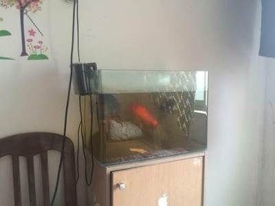 望江龍魚養殖的利潤空間有多大，望江龍魚養殖利潤空間影響望江龍魚養殖利潤空間的因素