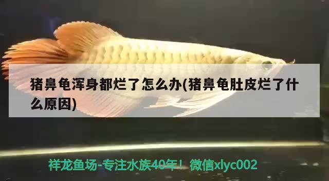 鸚鵡魚和銀龍魚混養怎樣喂食 豬鼻龜渾身都爛了怎么辦(豬鼻龜肚皮爛了什么原因) 豬鼻龜百科 豬鼻龜渾身都爛了怎么辦(豬鼻龜肚皮爛了什么原因) 豬鼻龜渾身都爛了怎么辦(豬鼻龜肚皮爛了什么原因) 豬鼻龜百科