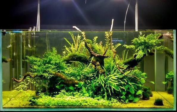 禹州市大禹水族有限公司（禹州市大禹水族有限公司電話） 禹州市大禹水族有限公司（禹州市大禹水族有限公司電話） 全國水族館企業名錄 第2張