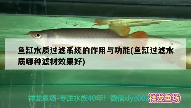 魚缸水質過濾系統的作用與功能(魚缸過濾水質哪種濾材效果好) 魚缸水質過濾系統的作用與功能(魚缸過濾水質哪種濾材效果好) 魟魚百科 第2張