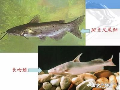 江源縣三岔子鎮(zhèn)德春水族館（江源縣三岔子鎮(zhèn)德春水族館電話）