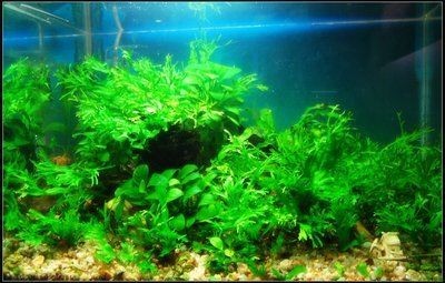 大魚缸養什么水草好養：如何選擇適合大魚缸的水草