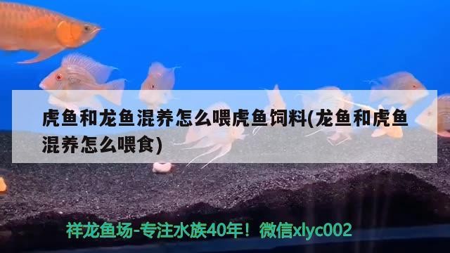 虎魚和龍魚混養怎么喂虎魚飼料(龍魚和虎魚混養怎么喂食)