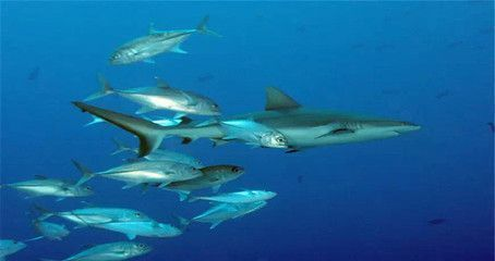 魟魚與銀板魚互動，魟魚與銀板魚之間的互動關系