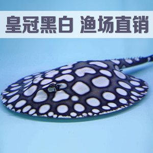 如何判斷黑金魟魚飽腹，如何判斷黑金魟魚是否飽腹 如何判斷黑金魟魚飽腹，如何判斷黑金魟魚是否飽腹 魟魚百科 第4張