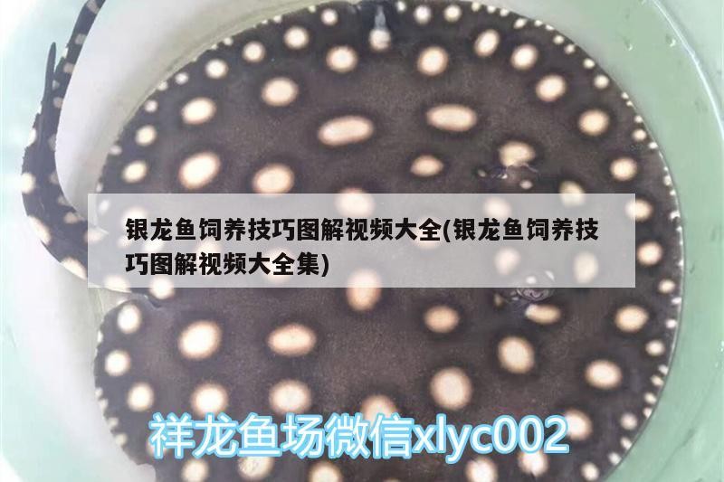 銀龍魚飼養(yǎng)技巧圖解視頻大全(銀龍魚飼養(yǎng)技巧圖解視頻大全集)