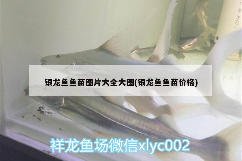 紅龍魚 銀龍魚魚苗圖片大全大圖(銀龍魚魚苗價格) 銀龍魚百科 銀龍魚魚苗圖片大全大圖(銀龍魚魚苗價格) 銀龍魚魚苗圖片大全大圖(銀龍魚魚苗價格) 銀龍魚百科