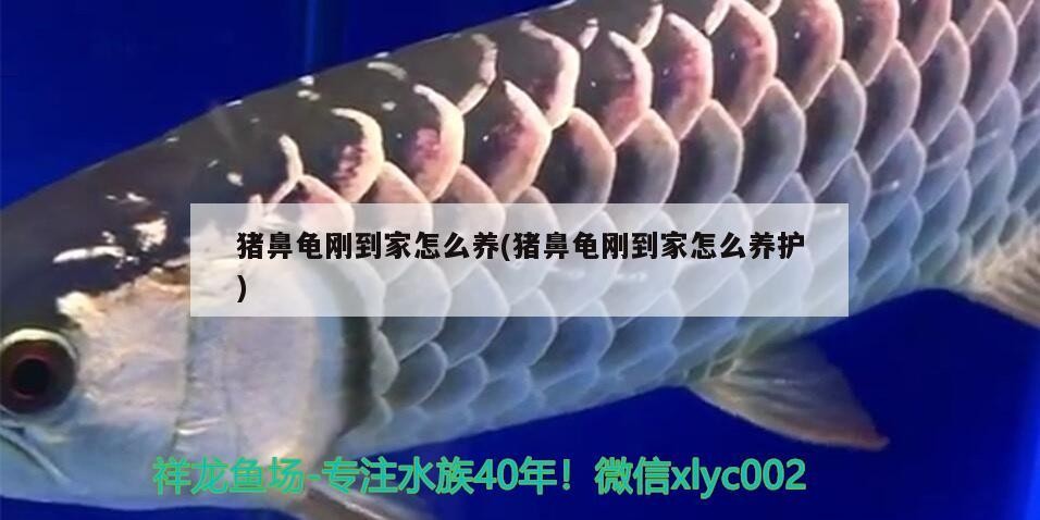 豬鼻龜剛到家怎么養(yǎng)(豬鼻龜剛到家怎么養(yǎng)護(hù))