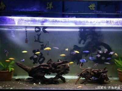 多大的魚(yú)缸算大魚(yú)缸：對(duì)于新手養(yǎng)魚(yú)者來(lái)說(shuō)，選擇合適的魚(yú)缸尺寸是一個(gè)重要的決定
