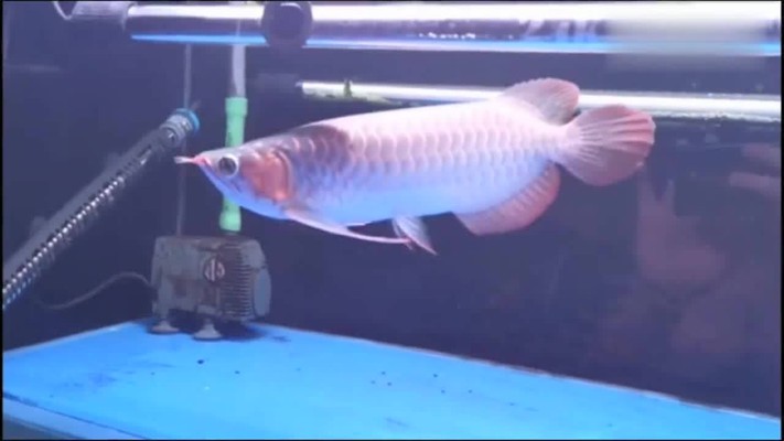 賽級龍魚是什么樣子 賽級龍魚是什么樣子 龍魚百科 第2張