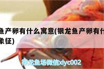 銀龍魚產卵有什么寓意(銀龍魚產卵有什么寓意和象征) 銀龍魚產卵有什么寓意(銀龍魚產卵有什么寓意和象征) 銀龍魚百科