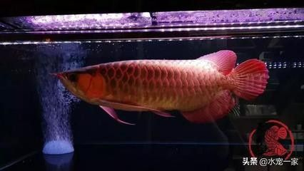 龍魚掉眼和燈的擺放位置有沒有關系