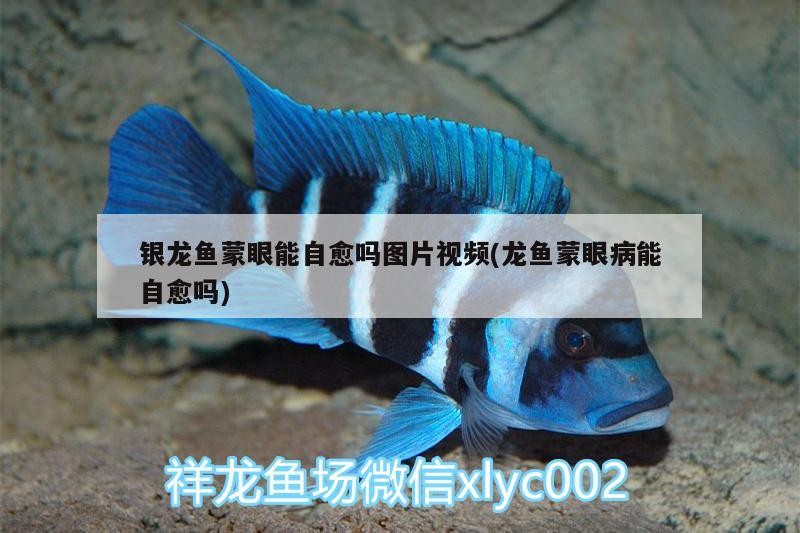 銀龍魚蒙眼能自愈嗎圖片視頻(龍魚蒙眼病能自愈嗎)