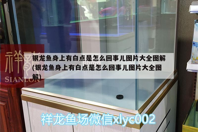 銀龍魚身上有白點是怎么回事兒圖片大全圖解(銀龍魚身上有白點是怎么回事兒圖片大全圖解)