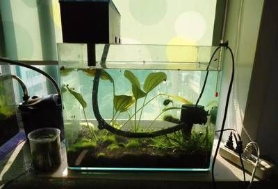 不用電自制循環流水魚缸：如何自制無電力循環魚缸
