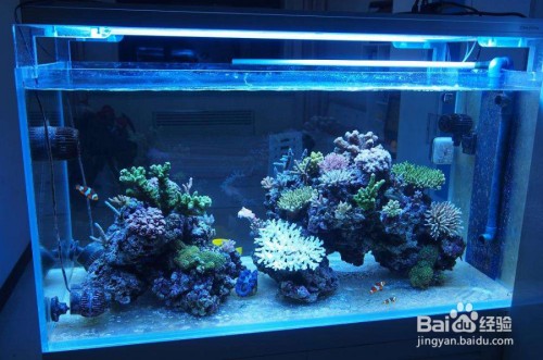 祥龍魚場殺綠藻最有效的方法)綠藻最有效的去除方法