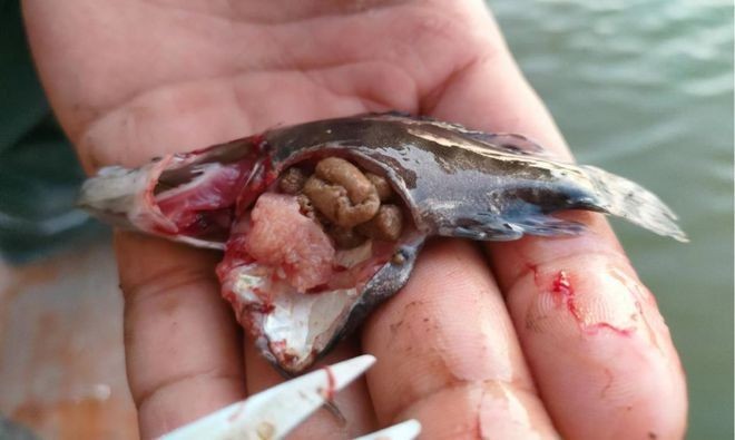 福魟魟魚最佳飼養環境，如何判斷福[需手動填充][需手動填充]魚健康狀態