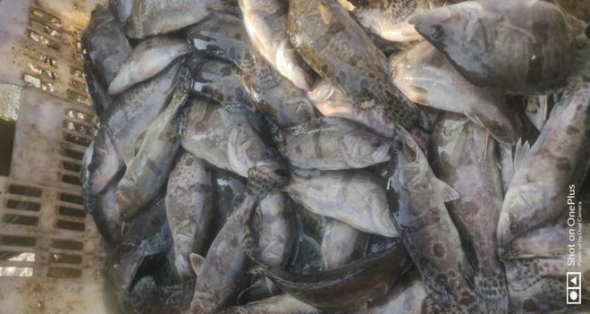 福魟魟魚最佳飼養(yǎng)環(huán)境，如何判斷福[需手動填充][需手動填充]魚健康狀態(tài)
