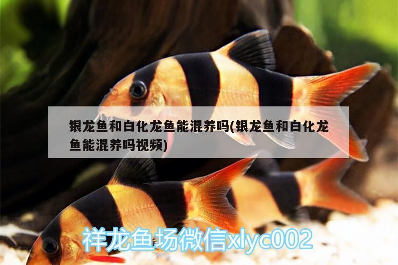 銀龍魚和白化龍魚能混養嗎(銀龍魚和白化龍魚能混養嗎視頻)