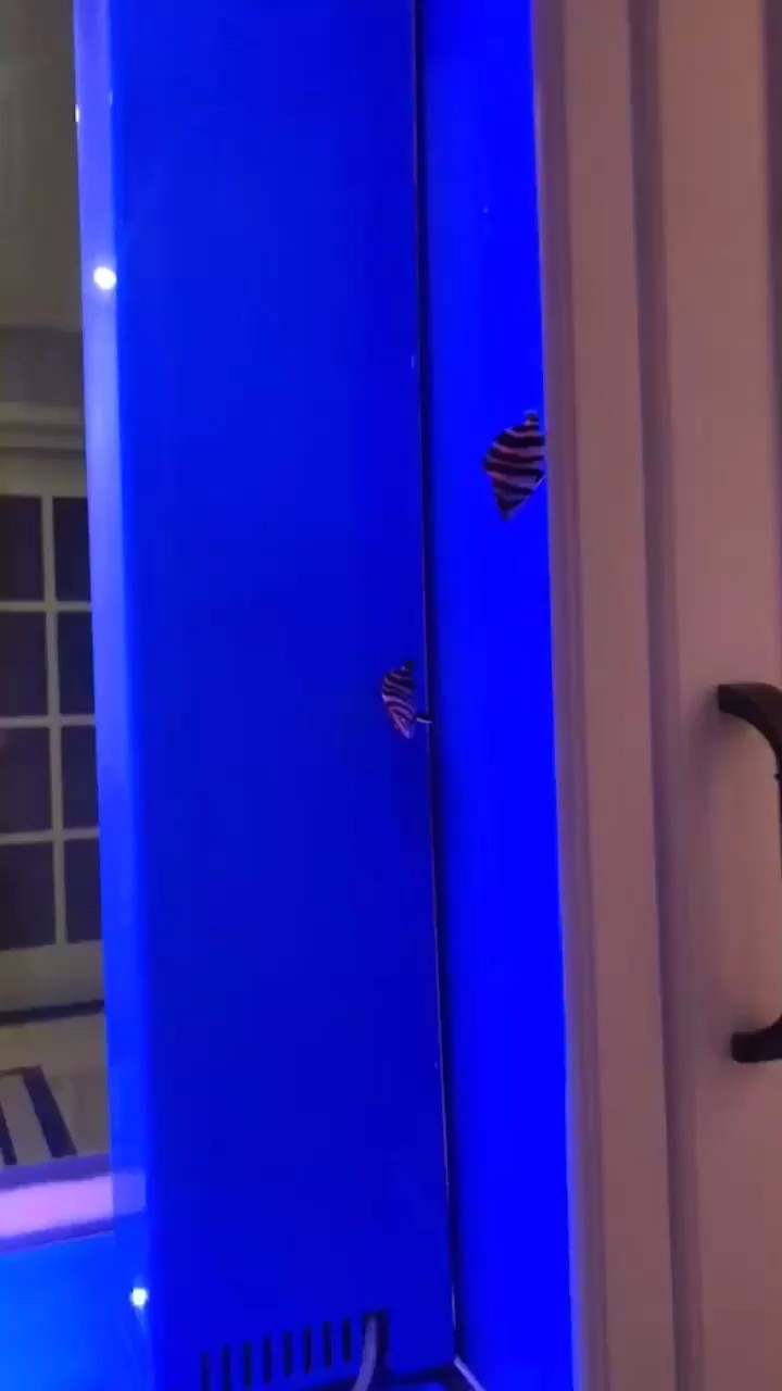 虎魚四紋小印尼記錄美好時刻 虎魚四紋小印尼記錄美好時刻 虎魚百科 第2張