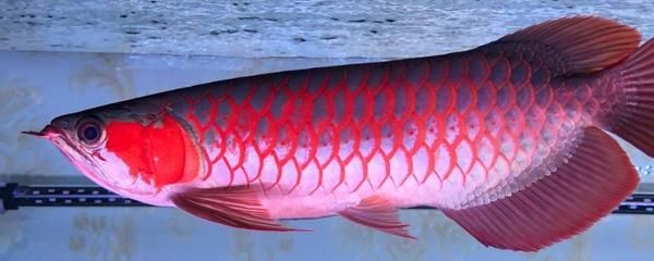 紅龍魚冬天水溫多少合適：冬季飼養紅龍魚的注意事項