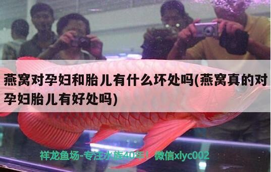 老虎的繁殖期在什么時候（祥龍魚場：老虎怎樣繁殖，老虎怎樣繁殖）
