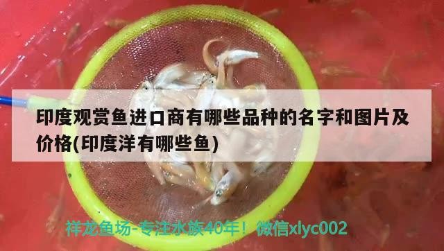老虎的繁殖期在什么時候（祥龍魚場：老虎怎樣繁殖，老虎怎樣繁殖）