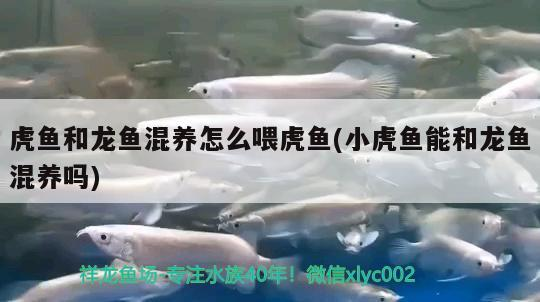 虎魚和龍魚混養怎么喂虎魚(小虎魚能和龍魚混養嗎)
