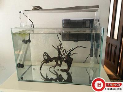魚缸過濾槽有小黑蟲子（魚缸過濾槽有小黑蟲子怎么辦）