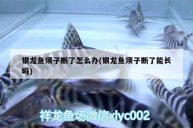 銀龍魚(yú)須子斷了怎么辦(銀龍魚(yú)須子斷了能長(zhǎng)嗎)