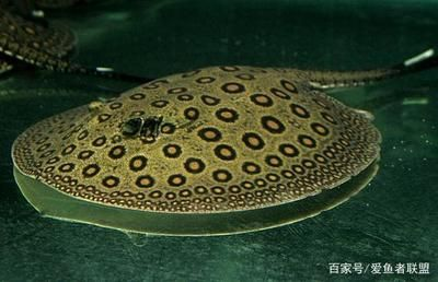 福魟魟魚燙傷護(hù)理方法，福[需手動(dòng)填充][需手動(dòng)填充]魚燙傷后如何保持水質(zhì)清潔